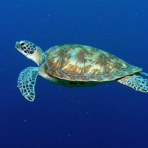 Meet your Posher, Trent